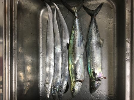 サゴシ&タチウオ